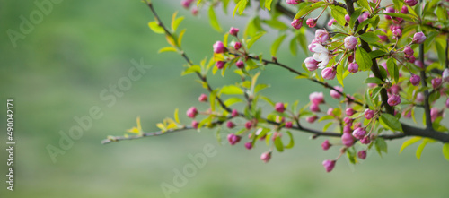 Photo Crab apple blossom in spring -  beautiful wild malus tree in naturalistic park