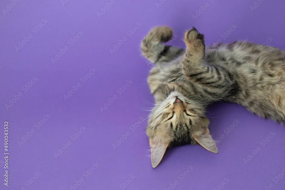 Portrait of a gray striped cat lying on the background in the studio. Space for copying text. Isolated on a solid purple background. The concept of pets