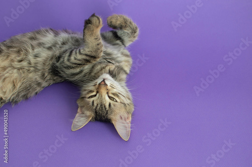 Fototapeta Naklejka Na Ścianę i Meble -  Portrait of a gray striped cat lying on the background in the studio. Space for copying text. Isolated on a solid purple background. The concept of pets