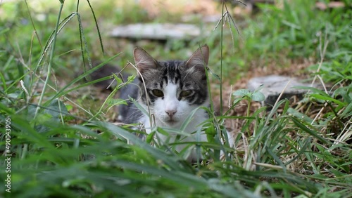 The cat is resting on the grass
