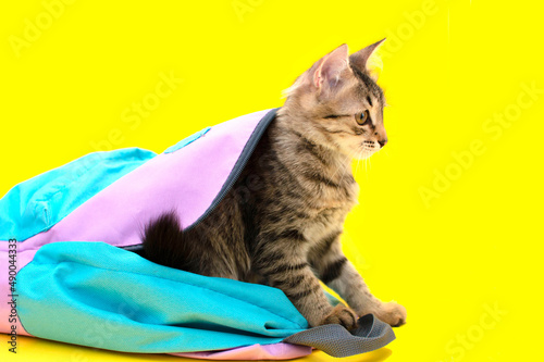 Funny gray kitten in a backpack playing, watching sitting. A small striped kitten sits in a bag on a yellow background, a kitten looks out of a blue backpack. The concept of pets