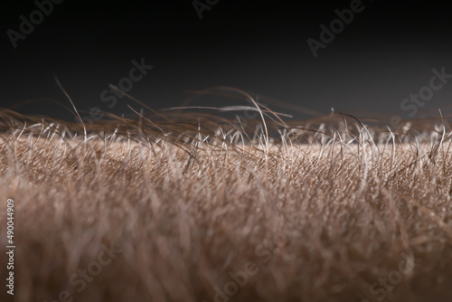 grass background photo