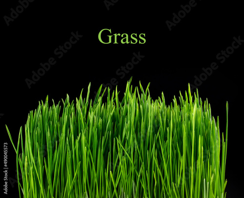 Green grass on a black background