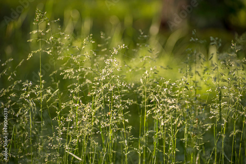Grass closeup on sunny morning. Wild field in Lithuania. Tiny leaves of lush green plants in summer. Selective focus on the details, blurred background.