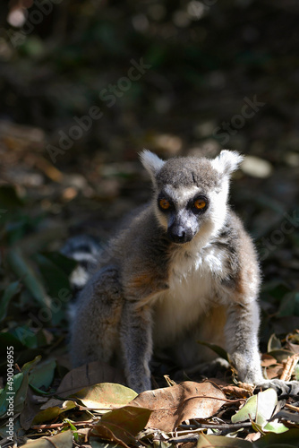 Lémurien dans une forêt de Madagascar