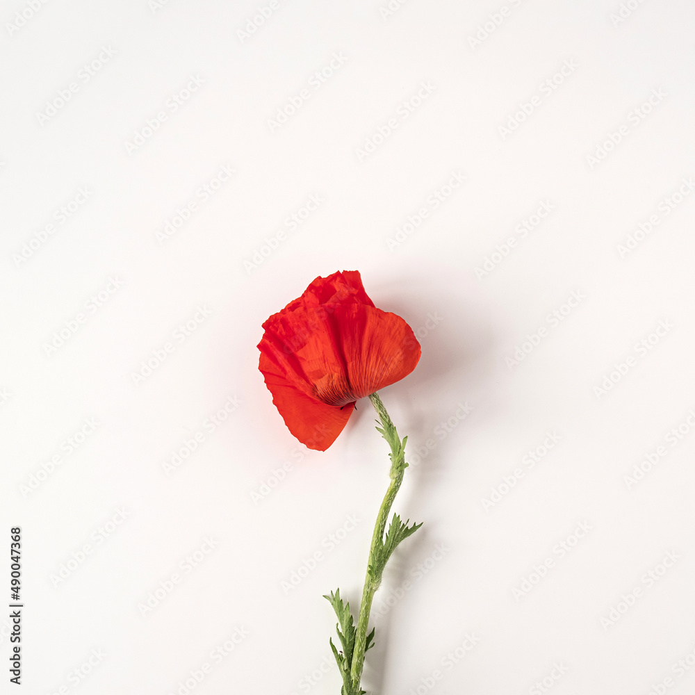 Fototapeta premium Aesthetic minimal styled concept. Red poppy flower on white background. Creative still life summer, spring floral concept