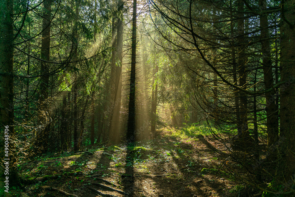 Obraz premium Sunrise in pine forest - Tatra National Park in Poland - Tatra Mountains
