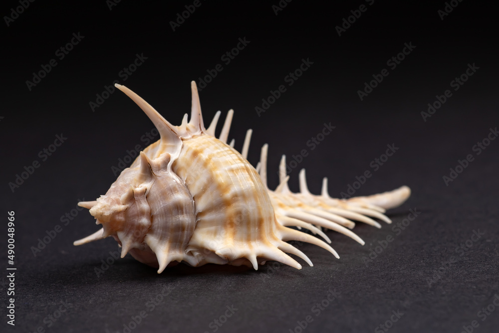 seashell seashell