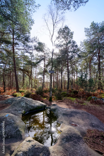 Pines and rock basin in the Apremont hill. Fontainebleau forest