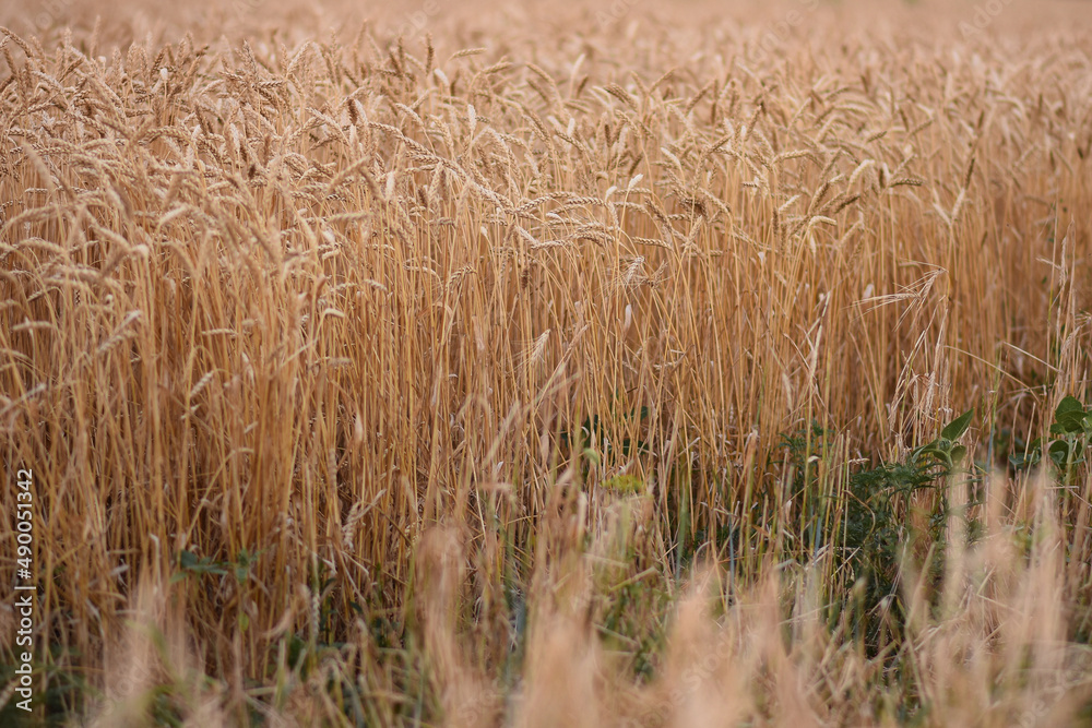 yellow wheat in the field. weedy green grass with wheat. yellow wheat in the field. weedy green grass with wheat.