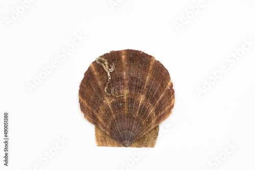 Close up of ocean shell isolated on white background seashells