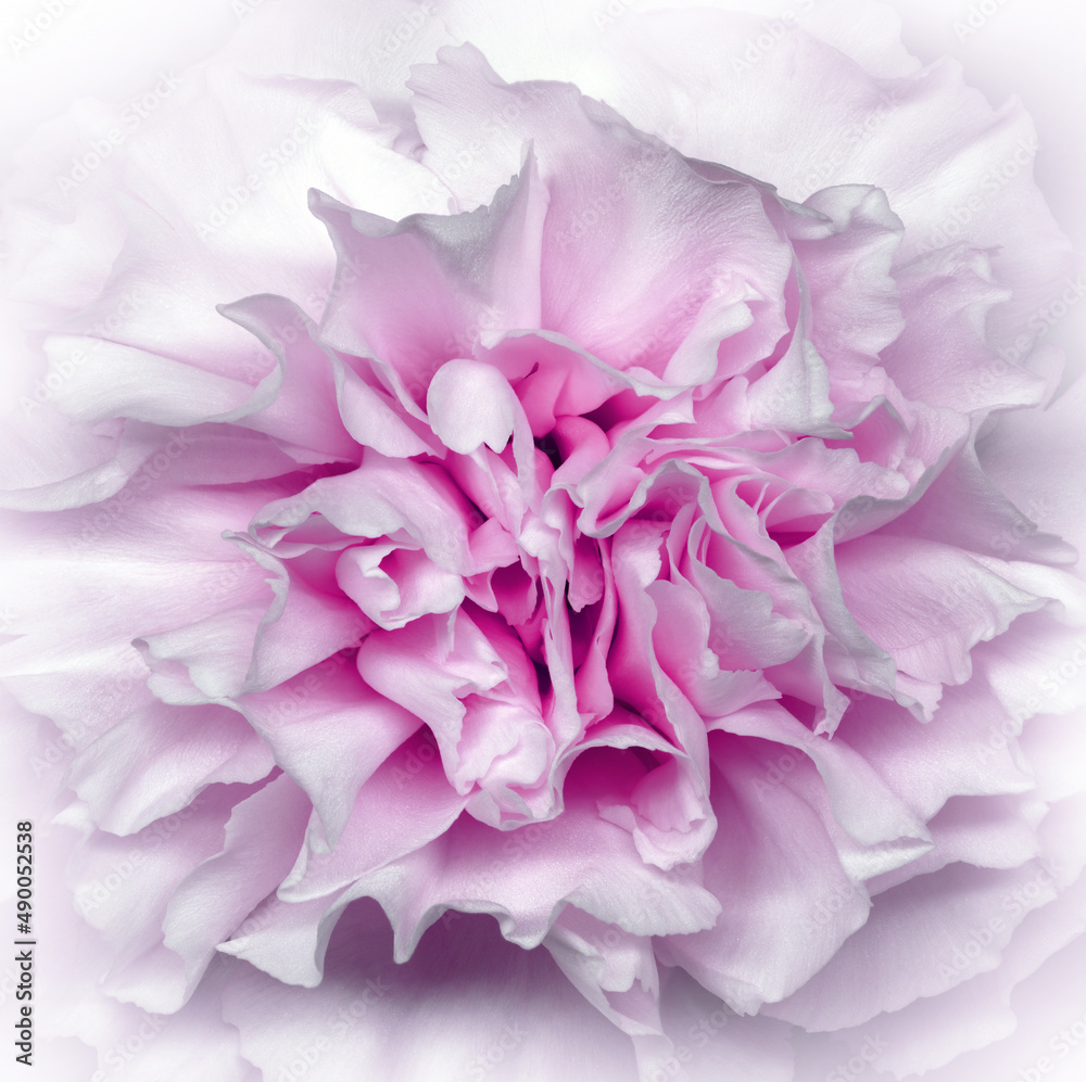 Clove flower. Floral pink  background. Macro. Nature.	
