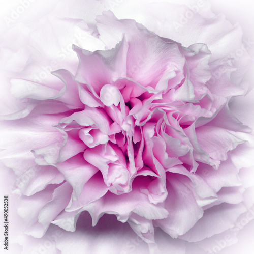 Clove flower. Floral pink  background. Macro. Nature.   © nadezhda F