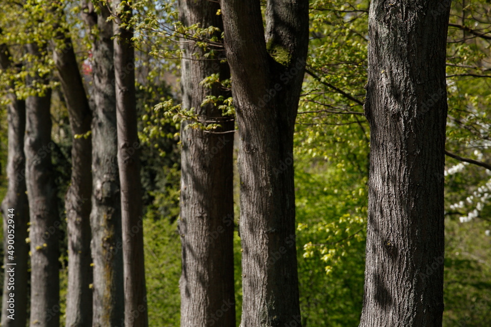Fototapeta premium Baumreihe im Frühling, Deutschland, Europa
