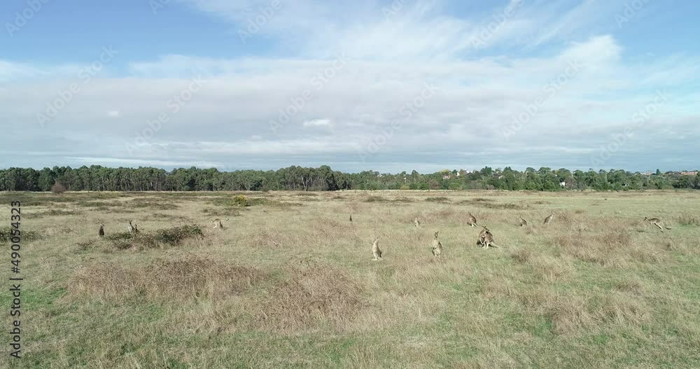 Smooth parallel aerial moving across large group of kangaroos grazing in open grasslands. Smooth parallel aerial moving across large group of kangaroos grazing in open grasslands.