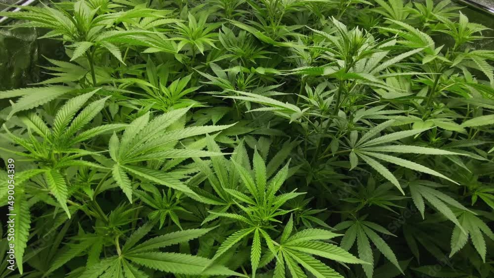 Marijuana plants with a lot of leaves after pruning during vegetative stage, from oblique above, slightly curved movement Marijuana plants with a lot of leaves after pruning during vegetative stage, from oblique above, slightly curved movement