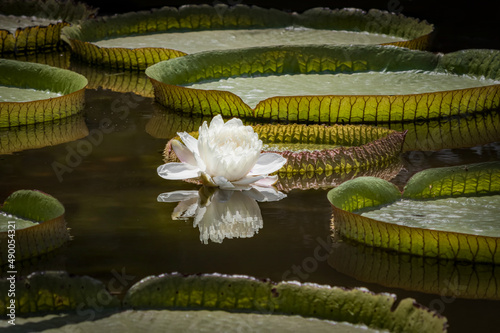 Amazonian Giant Water Lily Flower