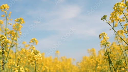 Brassica Napus or rapeseed plant flowering in spring