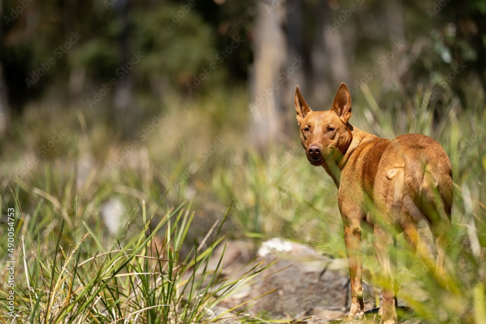dingo in the bush in australia. dingo in the bush in australia.