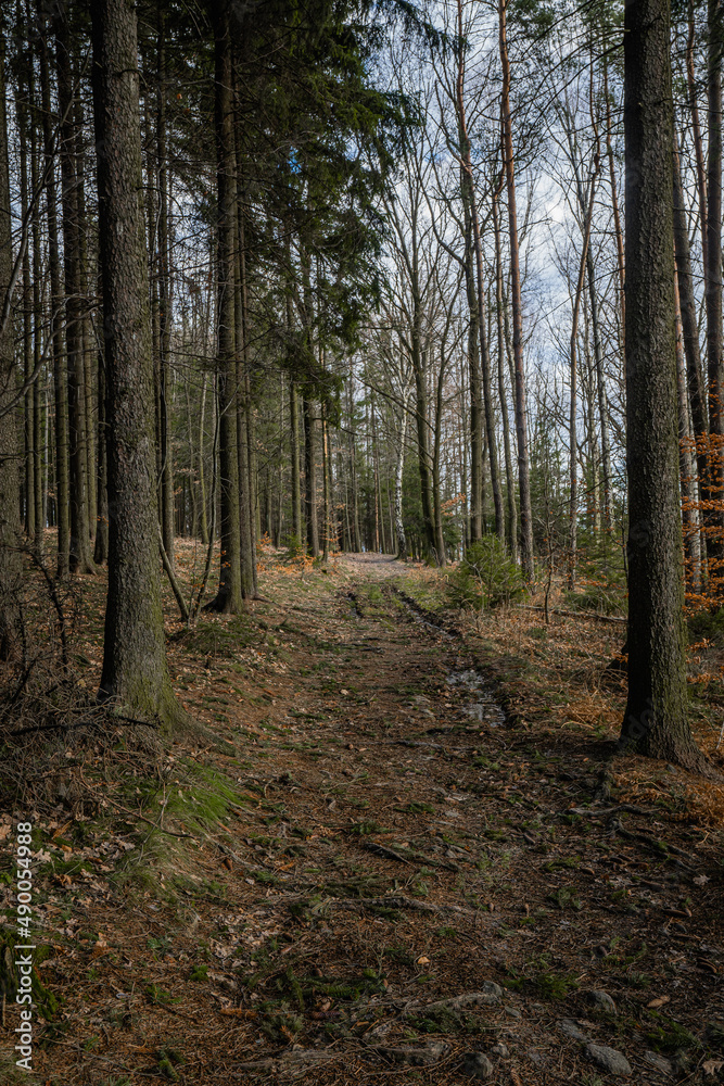 Lonely road to nowhere. Mystic and fantasy atmosphere path deep in the forests in Czech Republic