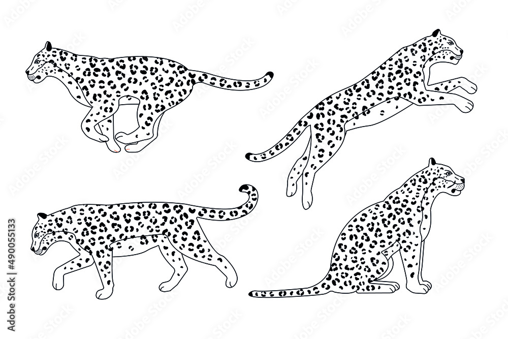 Fototapeta premium Vector set of flat outline leopard isolated on white background