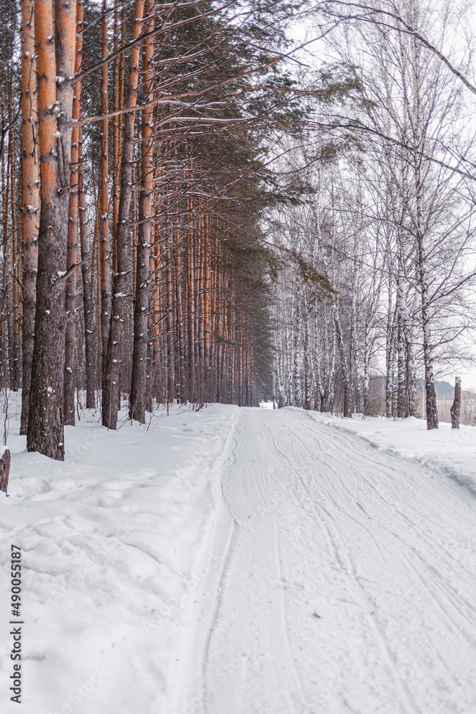 Obraz premium A walk through the winter forest. Snow trees and a cross-country ski trail. Beautiful and unusual roads and forest trails. Beautiful winter landscape. The trees stand in a row