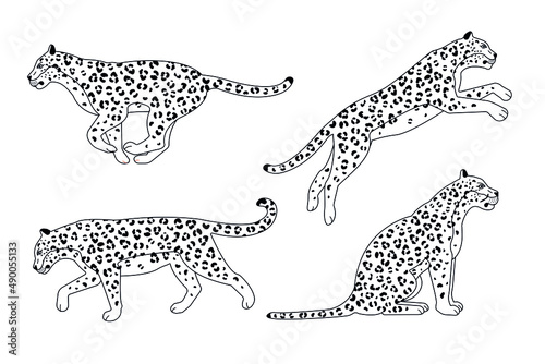 Vector set of flat outline leopard isolated on white background