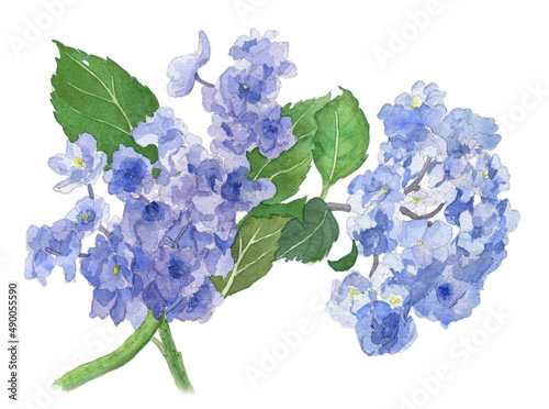 花の水彩画アジサイ