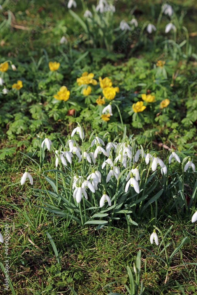 Fototapeta premium Snowdrops and aconites, Derbyshire England 