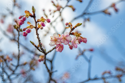 japan march 2022 early sakura blossom, selective focus close up, blurred background