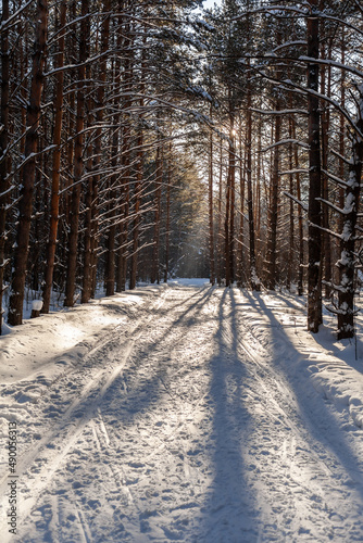 Sunlight through the trees in the forest. Snow trees and a cross-country ski trail. Beautiful and unusual roads and forest trails. Beautiful winter landscape. The trees stand in a row © Анатолий Савицкий