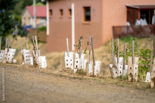 planting trees with tree guards in hobart, tasmania, australia