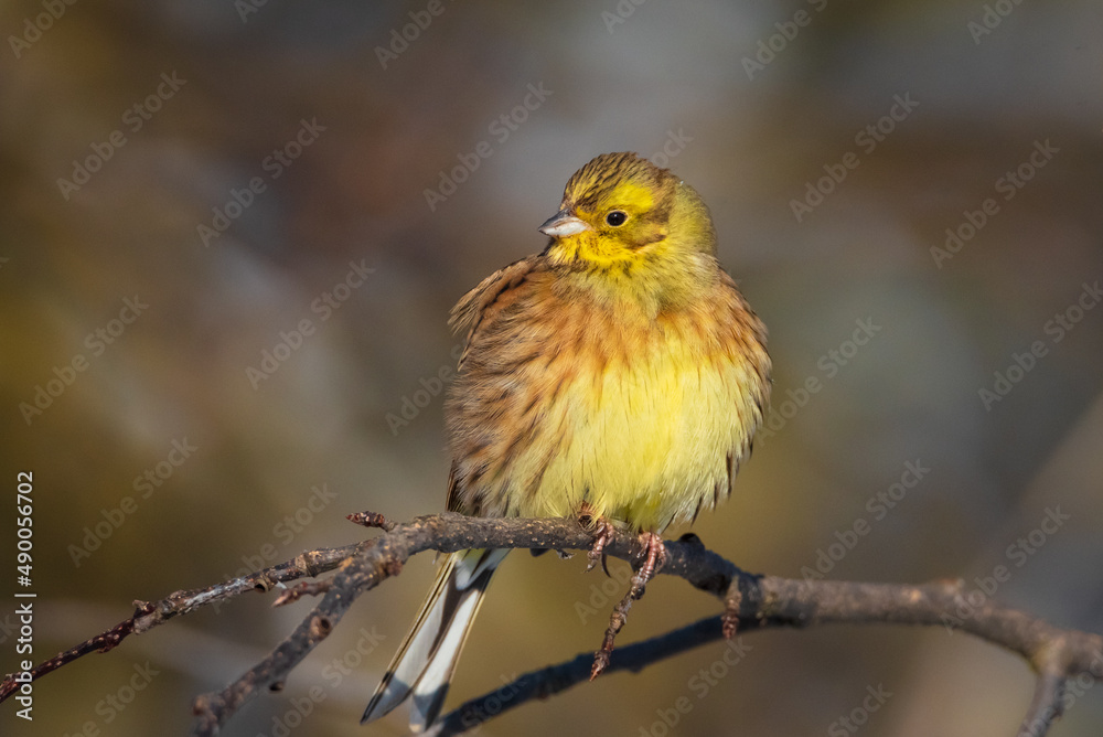 A bright yellow close-up of an ordinary bunting bird is sitting on a tree branch. A bright yellow close-up of an ordinary bunting bird is sitting on a tree branch.