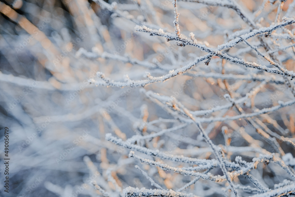Structure and texture of ice lenses, frozen snowflakes on a tree branches. Frost and cold. Cold gamma. Selective focus. Winter season and frost. Sub-zero temperature. Close-up. First snow. Structure and texture of ice lenses, frozen snowflakes on a tree branches. Frost and cold. Cold gamma. Selective focus. Winter season and frost. Sub-zero temperature. Close-up. First snow.