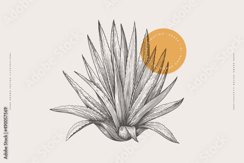 Hand-drawn blue agave bush. Tropical plant on a light background isolated. Can be used for your design. Vintage botanical illustration in engraving style.
