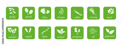 Green square icons of spices for salads. Set of spicy vegetables stickers.