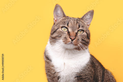 Portrait of gray tabby cat looking away in front of yellow background. Selective focus.