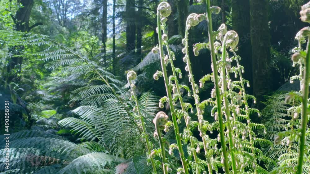 Tropical nature of New Zealand native rainforest. Ferns in evergreen woods
