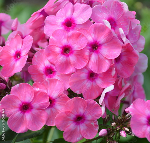 bright pink phlox flowers