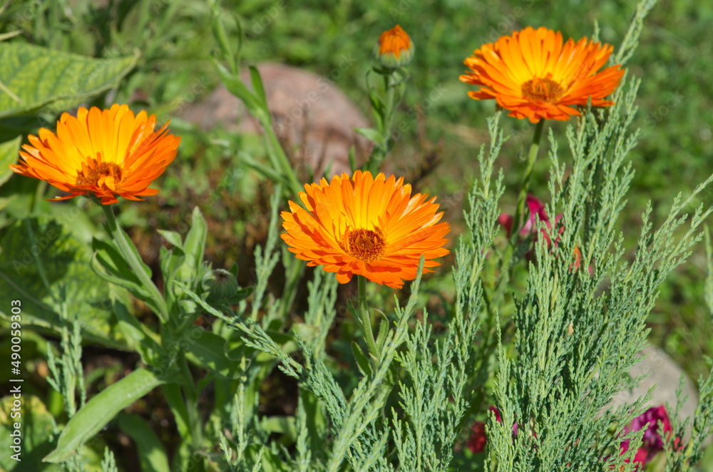 Blooming calendula and juniper on a flower bed in the garden