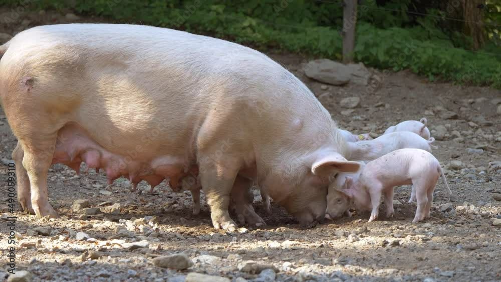 Pink Pig Family enjoying family time together outdoors in wilderness with babies - close up slow motion Pink Pig Family enjoying family time together outdoors in wilderness with babies - close up slow motion