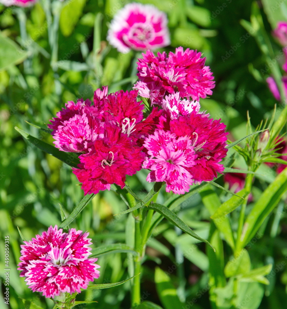 Obraz premium Chinese carnations (Lat. Dianthus chinensis) bloom in the summer garden