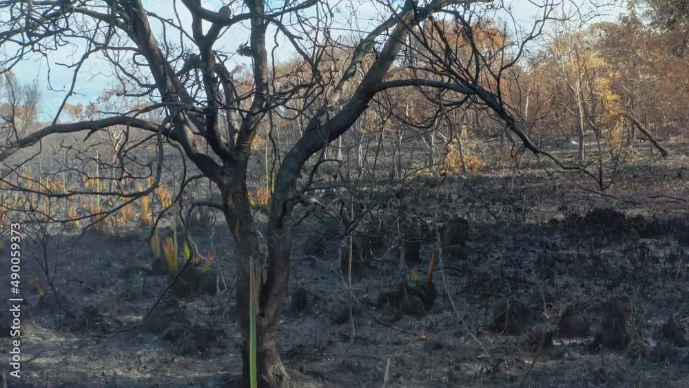 BUrnt tree in damaged forest. Australia bushfire landscape BUrnt tree in damaged forest. Australia bushfire landscape