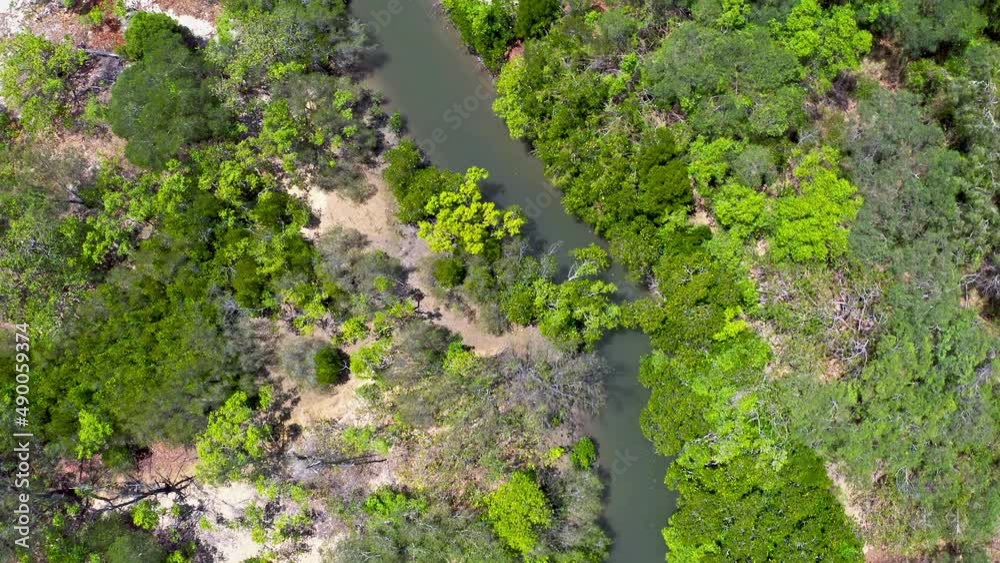 Daintree conservation area mangroves and tropical forest of Queensland Australia Daintree conservation area mangroves and tropical forest of Queensland Australia