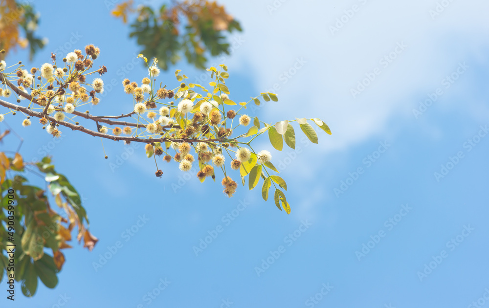 The flowers of Xylia xylocarpa are blooming on the tree. on the blue sky background In the beginning of summer in Thailand. The flowers of Xylia xylocarpa are blooming on the tree. on the blue sky background In the beginning of summer in Thailand.