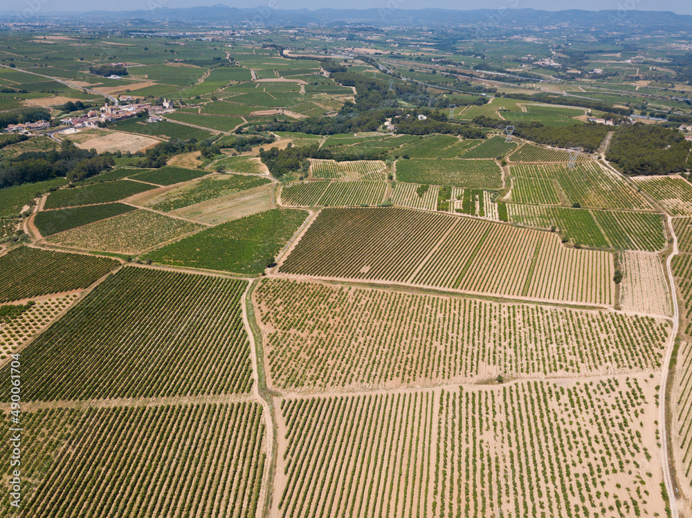 Aerial view of rows of vineyard grape vines at sunny day