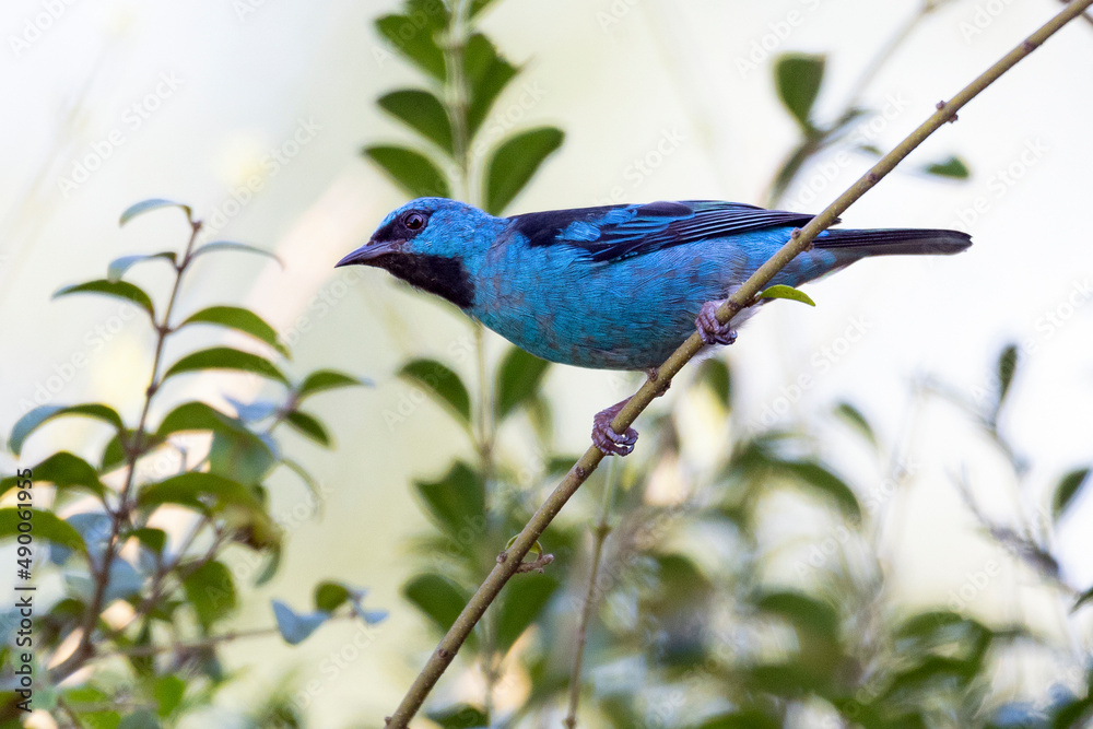 Turquoise bird from Brazil. A male of Blue Dacnis also know as Sai-azul perched on the branches of a tree. Species  Dacnis cayana. Animal world. Birdwatching.  Birding.