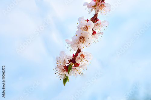 Beautiful red spring flowers against the blue sky.
