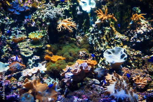 small fish swim among corals and metridiums and algae photo