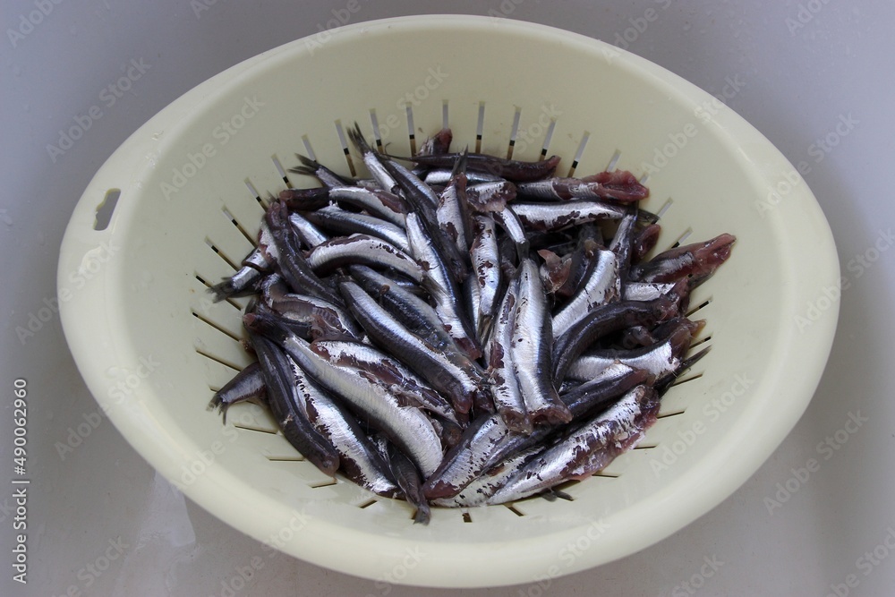 Fresh raw anchovies cleaned and head peeled in a colander in a kitchen sink. Selective focus, shallow depth of field Fresh raw anchovies cleaned and head peeled in a colander in a kitchen sink. Selective focus, shallow depth of field